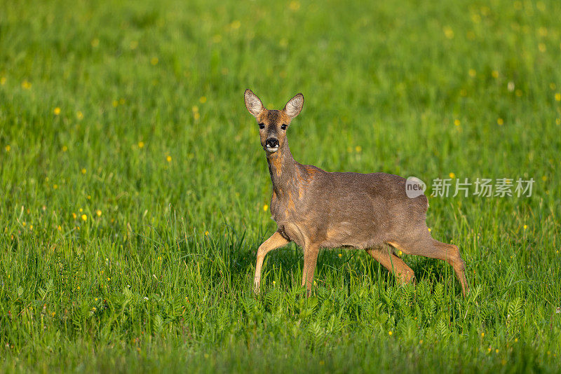 美丽的鹿(Capreolus Capreolus)